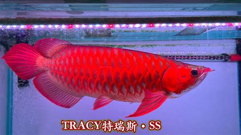 血紅龍價格|2018年龍魚品種和價格表